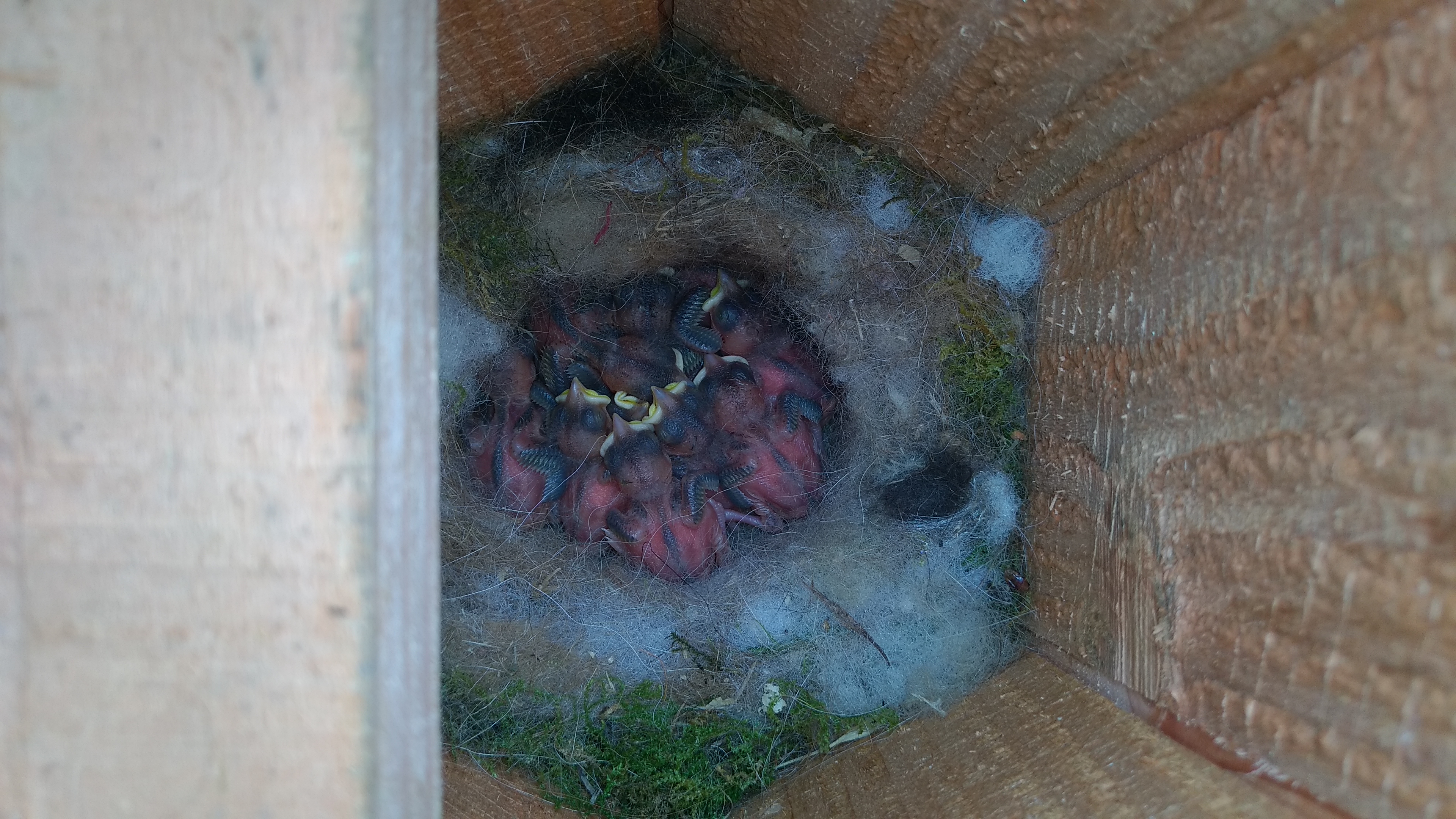 suivi écologique oisillons cartoucherie